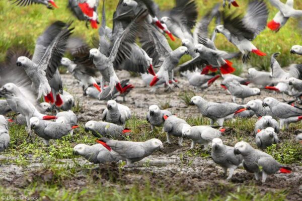 How Long Do African Grey Parrots Live