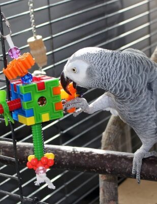 Where Can I Buy an African Grey Parrot in the UK