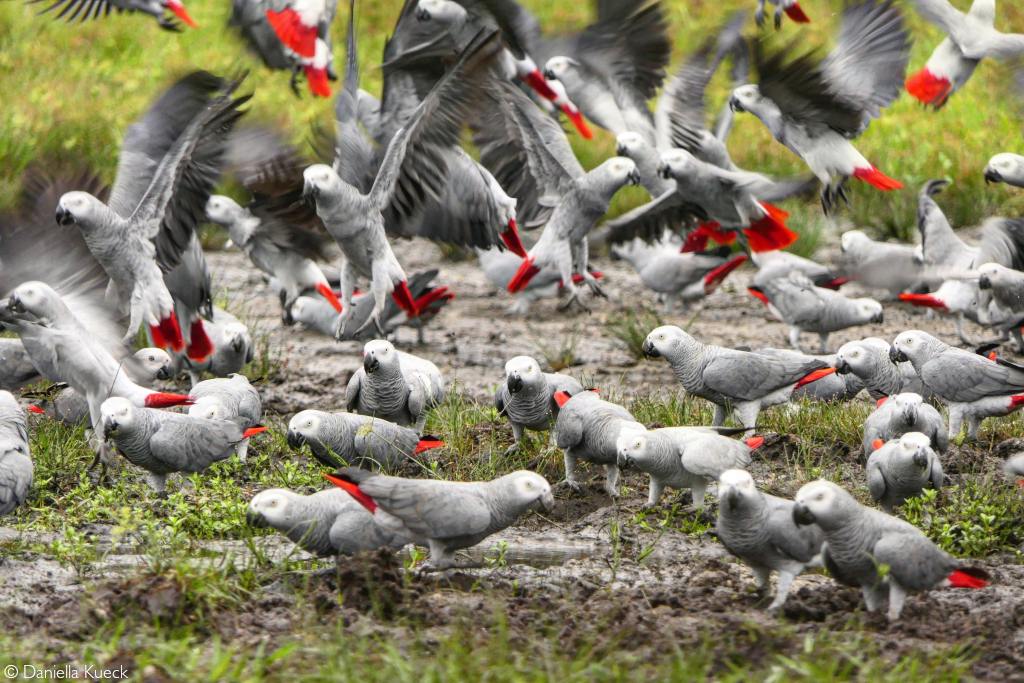 African Grey Breeder